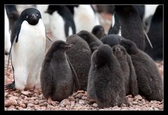 Adelie Penguin Rookery