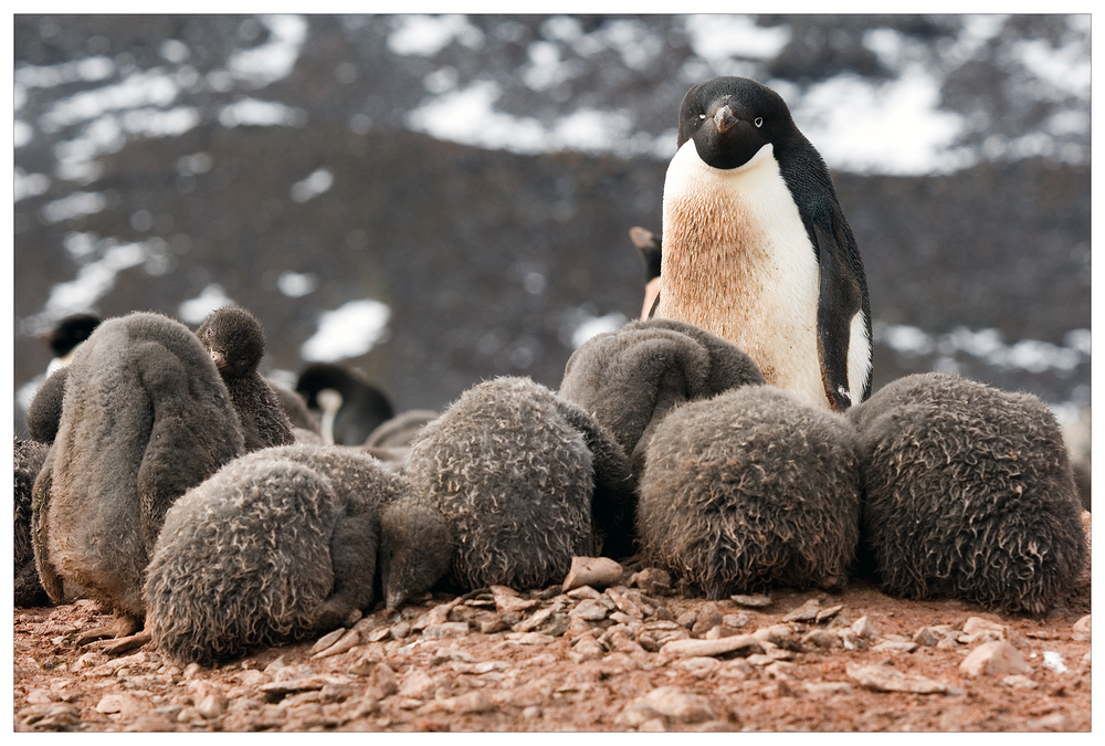 Adelie Penguin Rookery Foto & Bild | antarctica, poles
