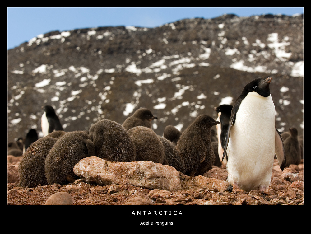 Adelie Penguins • Paulet Island