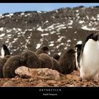 Adelie Penguins • Paulet Island