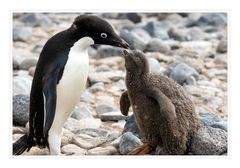 Adelie Penguins • Paulet Island