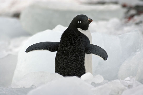 Adelie Pinguin