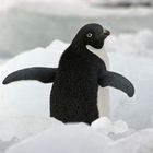 Adelie Pinguin