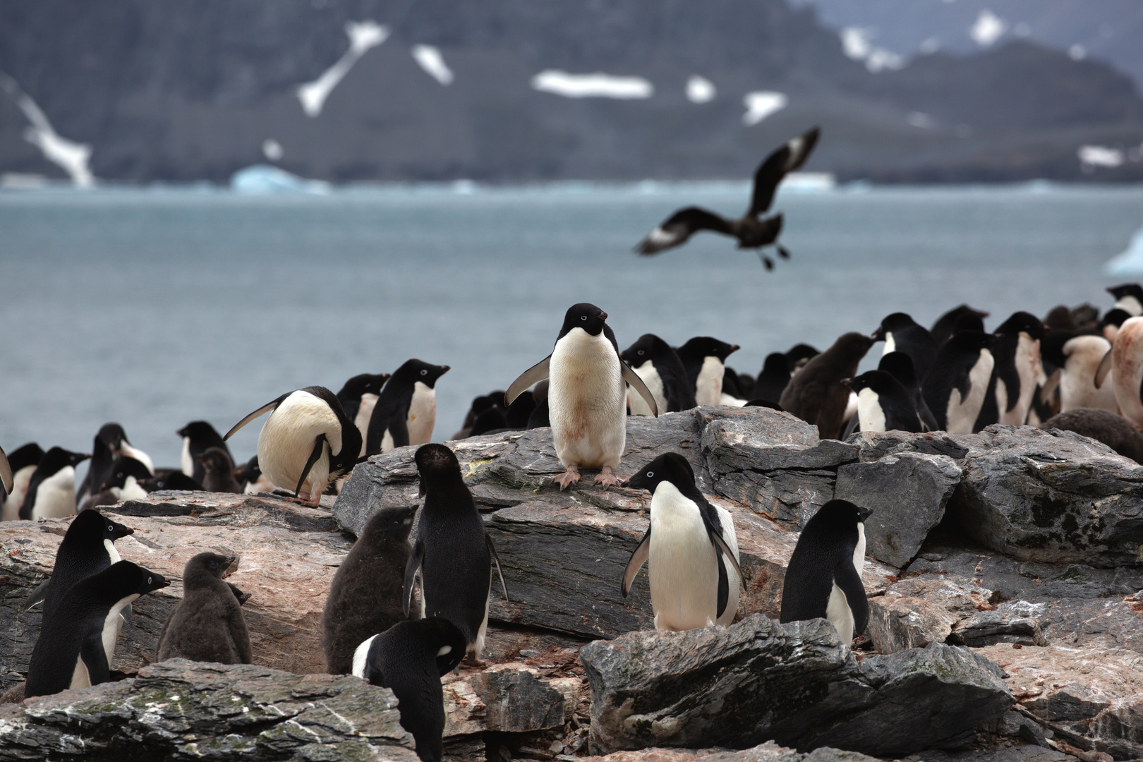 Adelie-Pinguin-Kolonie...