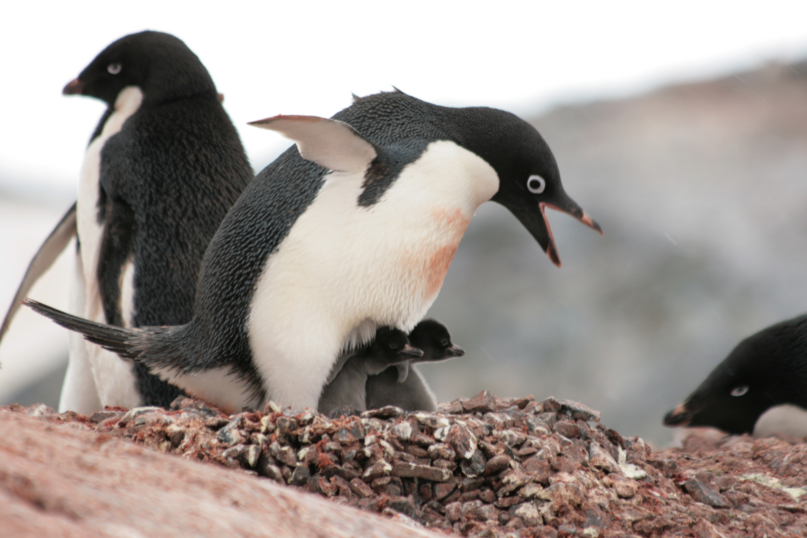 Adelie Pinguin & Küken