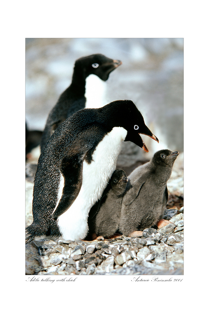 Adélie talking with chick