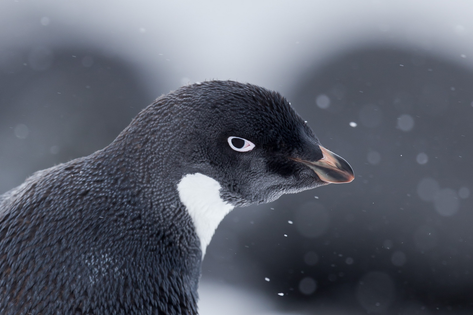 Adéliepinguin