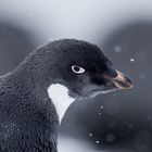 Adéliepinguin