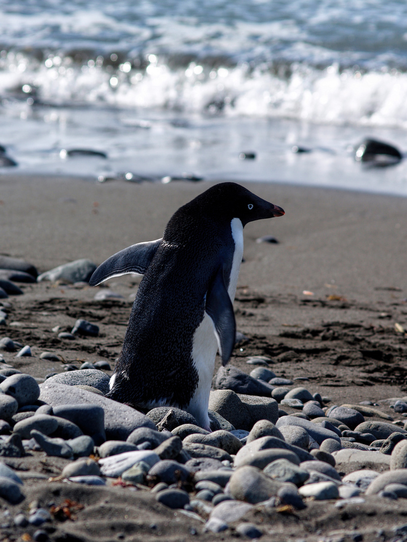 Adeliepinguin am Strand