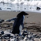 Adeliepinguin am Strand