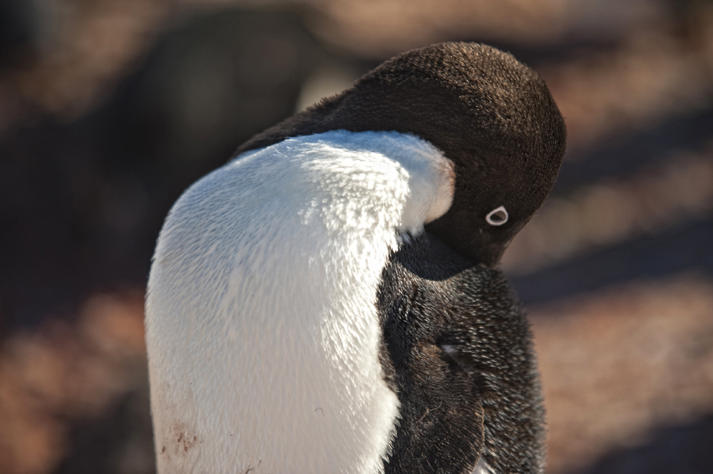 Adeliepinguin beim Träumen