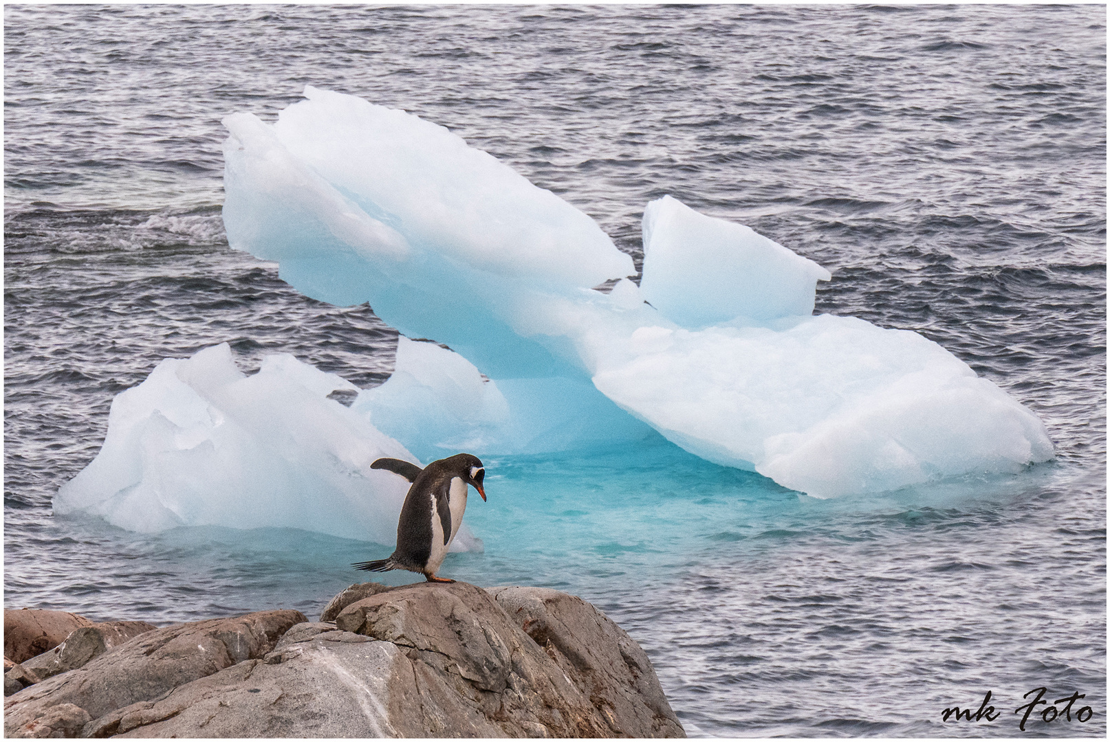 Adeliepinguin in der Antarktis