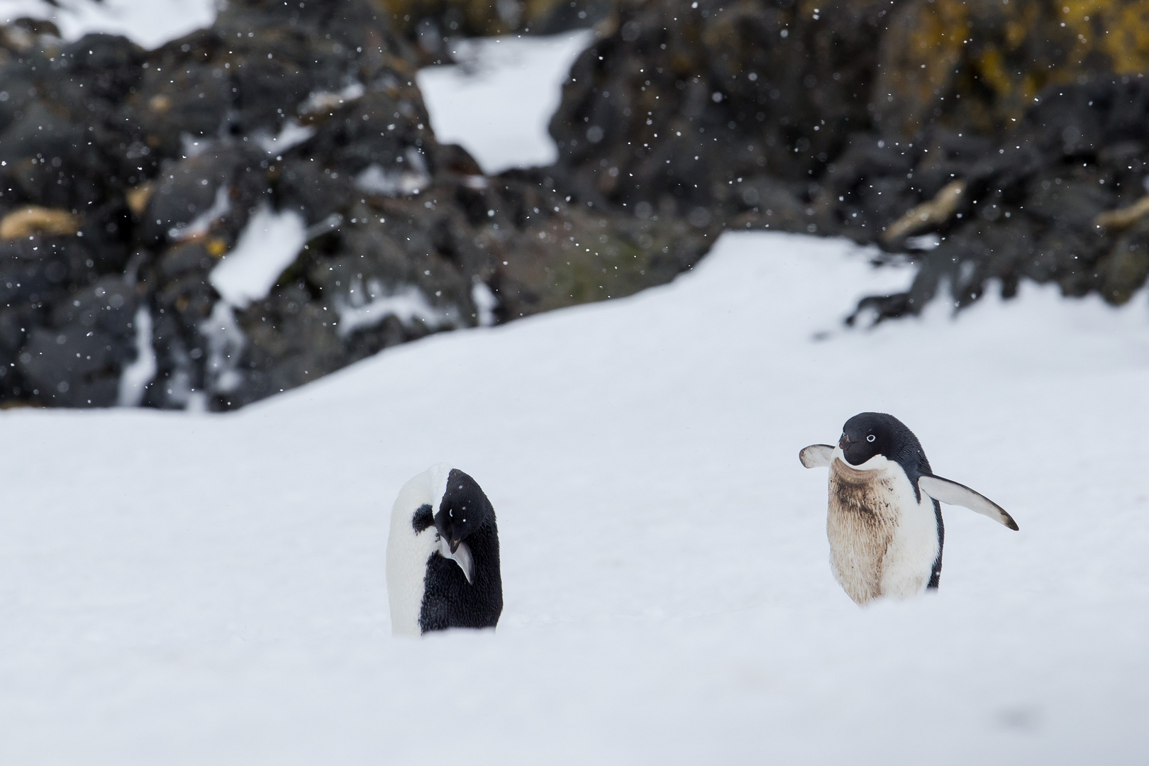 Adéliepinguine