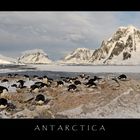 Adeliepinguine auf der antarktischen Halbinsel