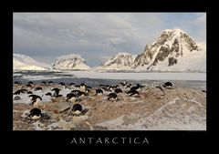 Adeliepinguine auf der antarktischen Halbinsel