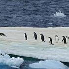 Adeliepinguine auf einer Eisschole