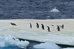 Adeliepinguine auf einer Eisschole