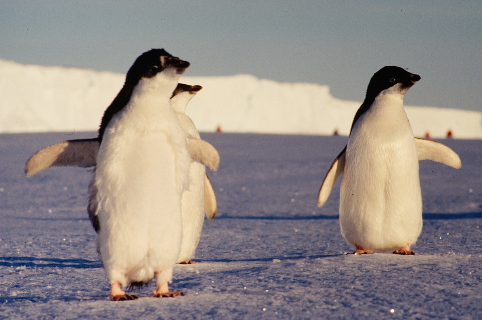 Adeliepinguine im Drescher Inlet, Antarktis (Diascan)