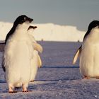 Adeliepinguine im Drescher Inlet, Antarktis (Diascan)