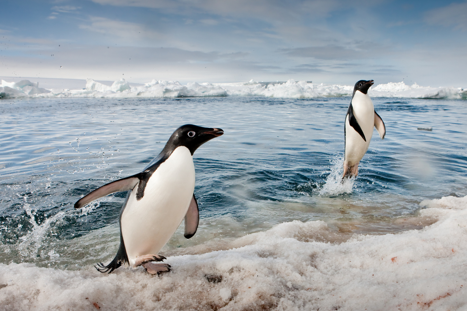 Adeliepinguine, Paulet Island, Antarktis