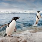 Adeliepinguine, Paulet Island, Antarktis