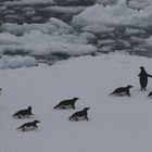 Adelies on iceberg