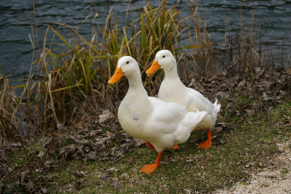 Adelina e Guendalina