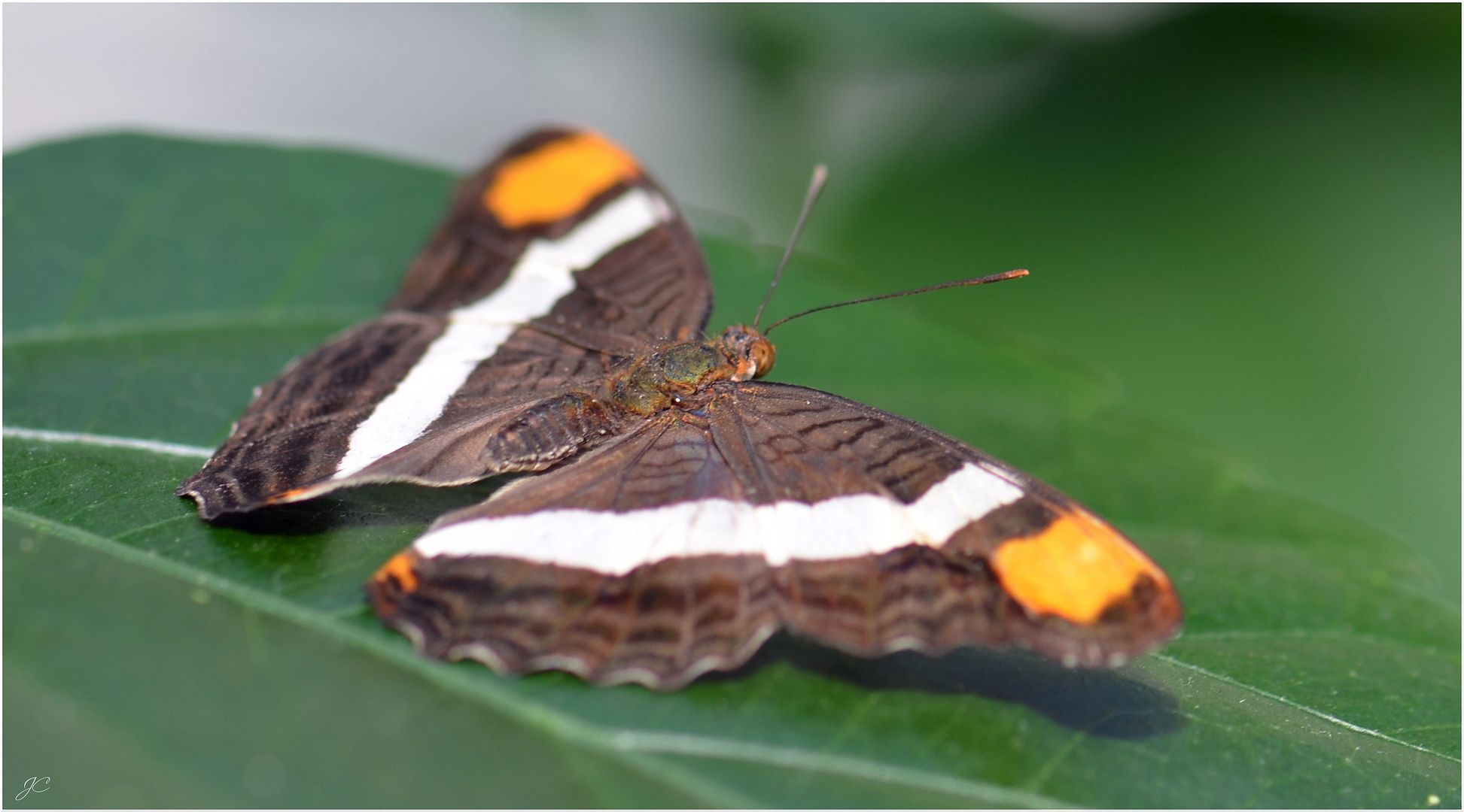 Adelpha basiloides