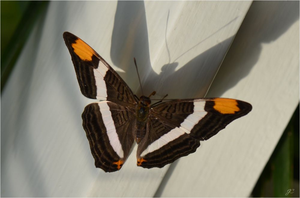 Adelpha basiloides