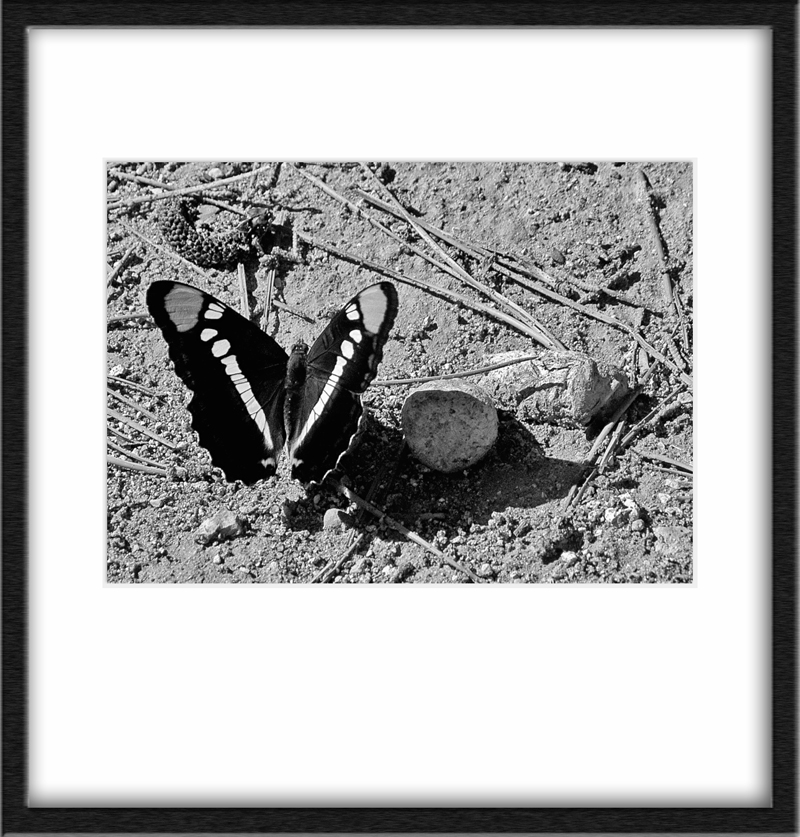 ADELPHA BREDOWII - Life in the desert