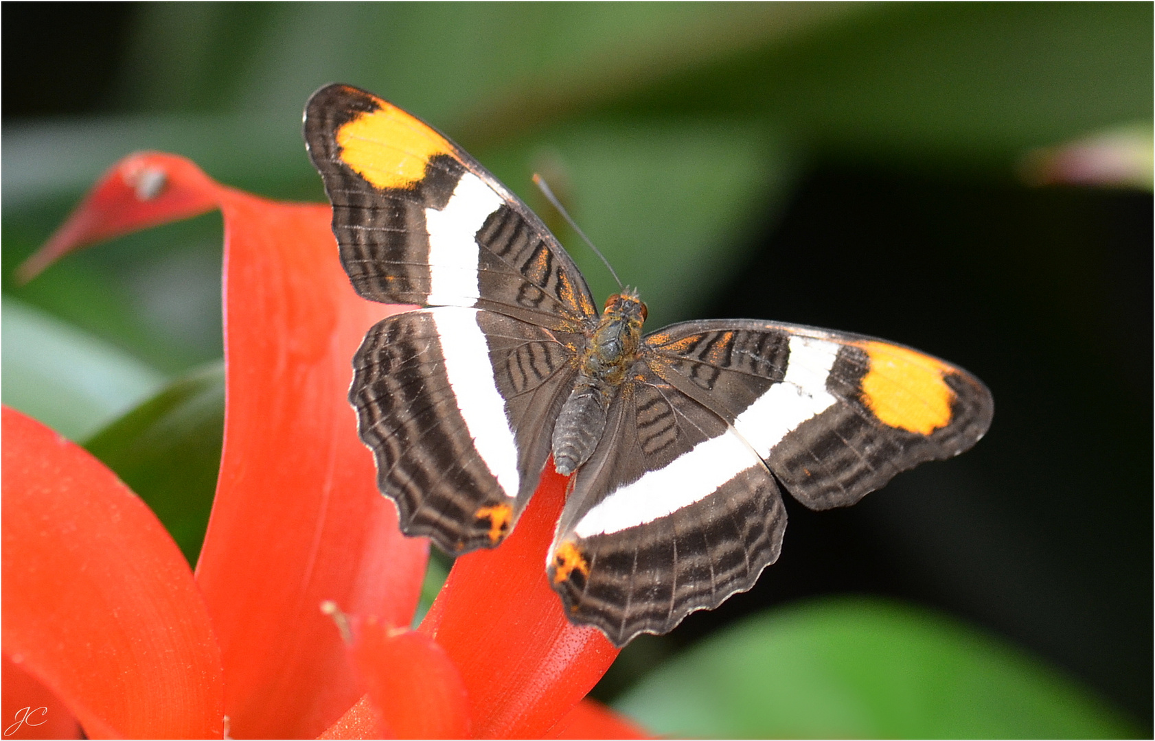 Adelpha fessonia