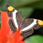 Adelpha fessonia