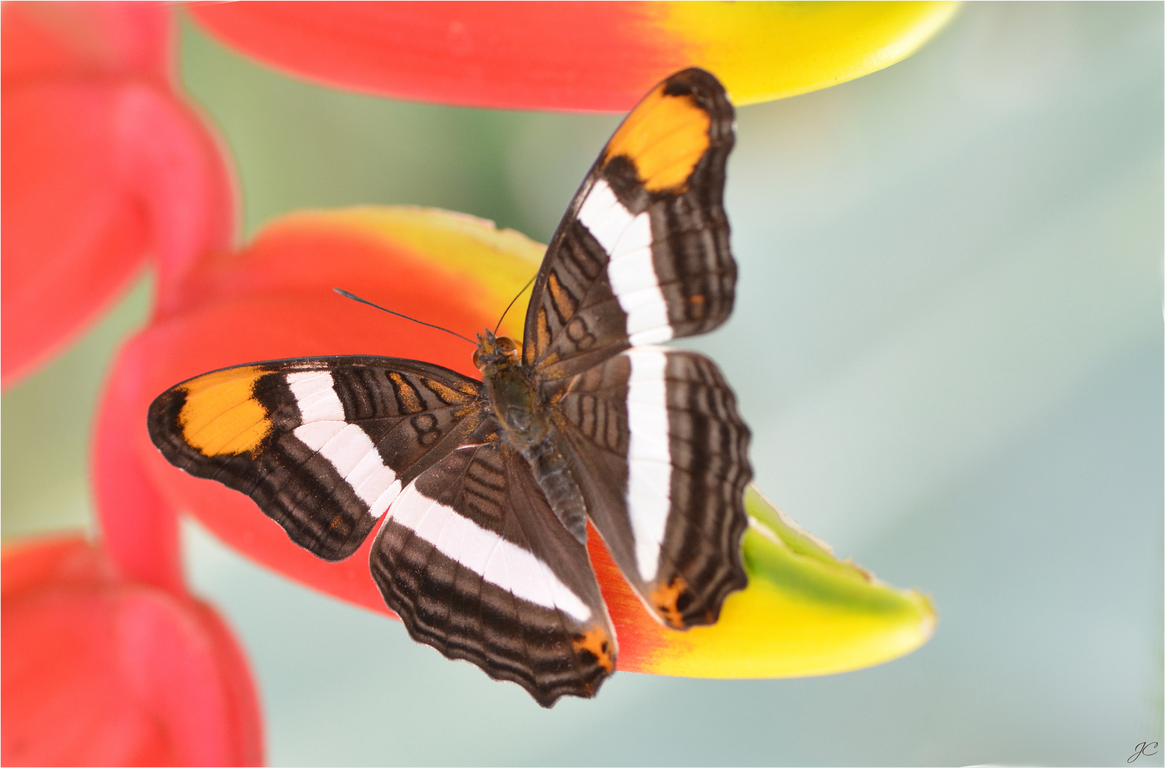 Adelpha fessonia