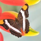 Adelpha fessonia