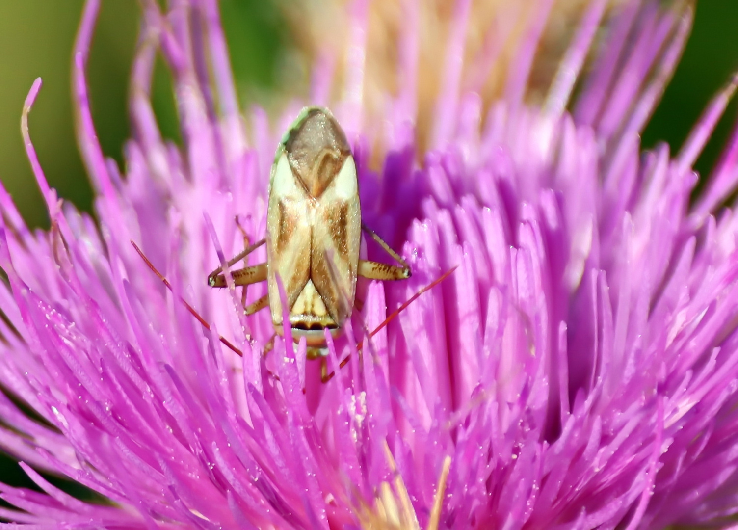 Adelphocoris lineolatus