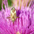 Adelphocoris lineolatus