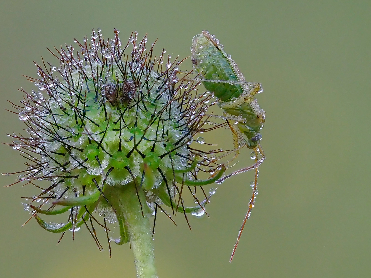 Adelphocoris lineolatus / Gemeine Zierwanze