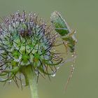 Adelphocoris lineolatus / Gemeine Zierwanze