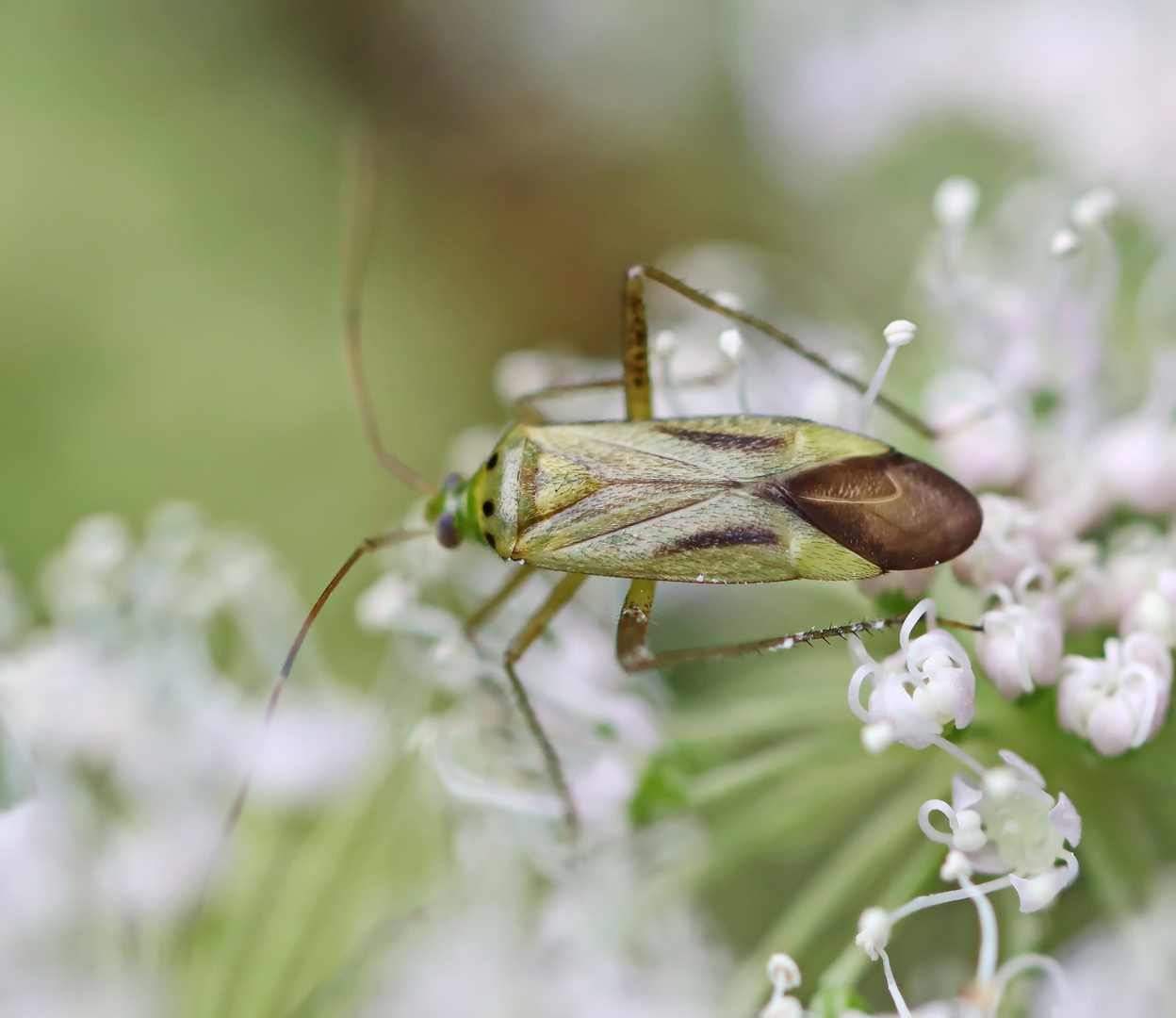 Adelphocoris quadripunctatus Foto & Bild natur, insekten, tiere