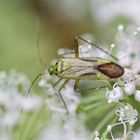 Adelphocoris quadripunctatus