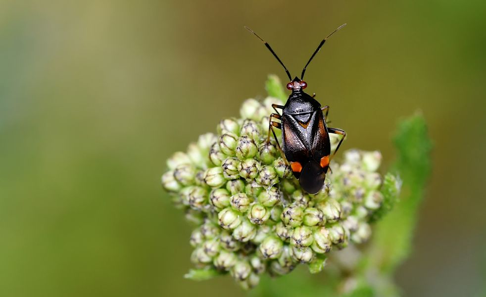 ADELPHOCORIS SETICORNIS AUF PARTNERSUCHE