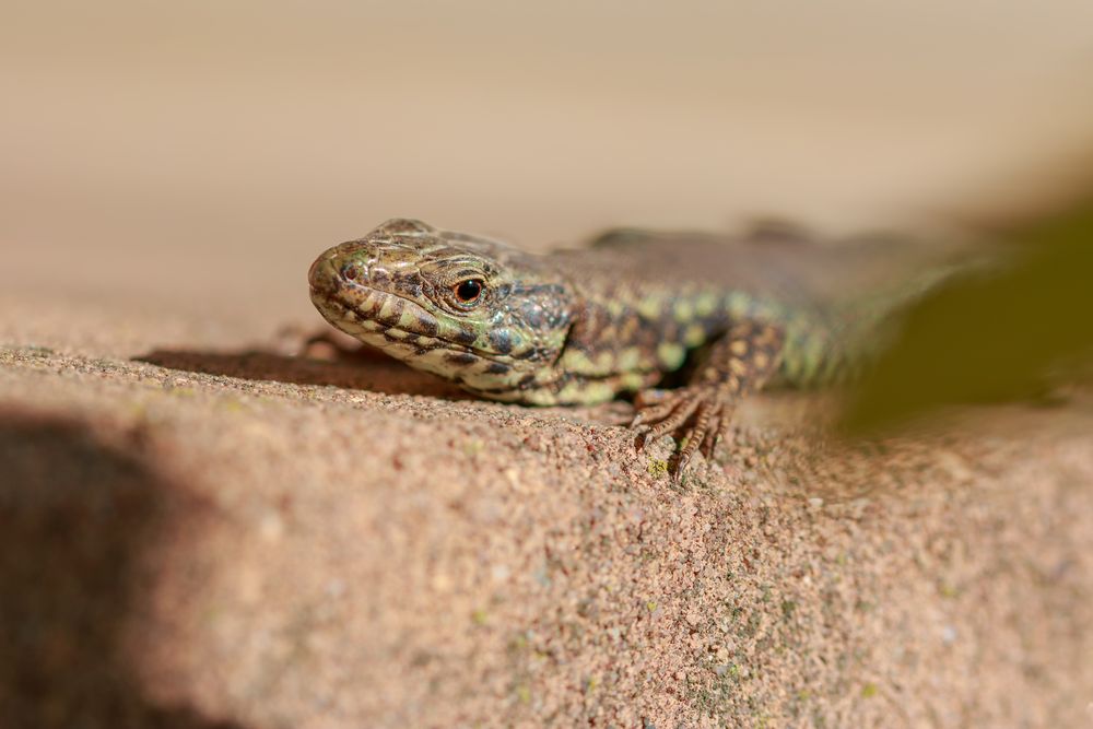 Adémar le lézard