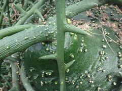 Adenia globosa