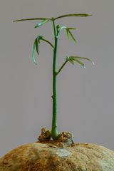 Adenia kirkii