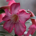 Adenium