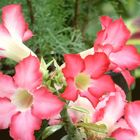 Adenium