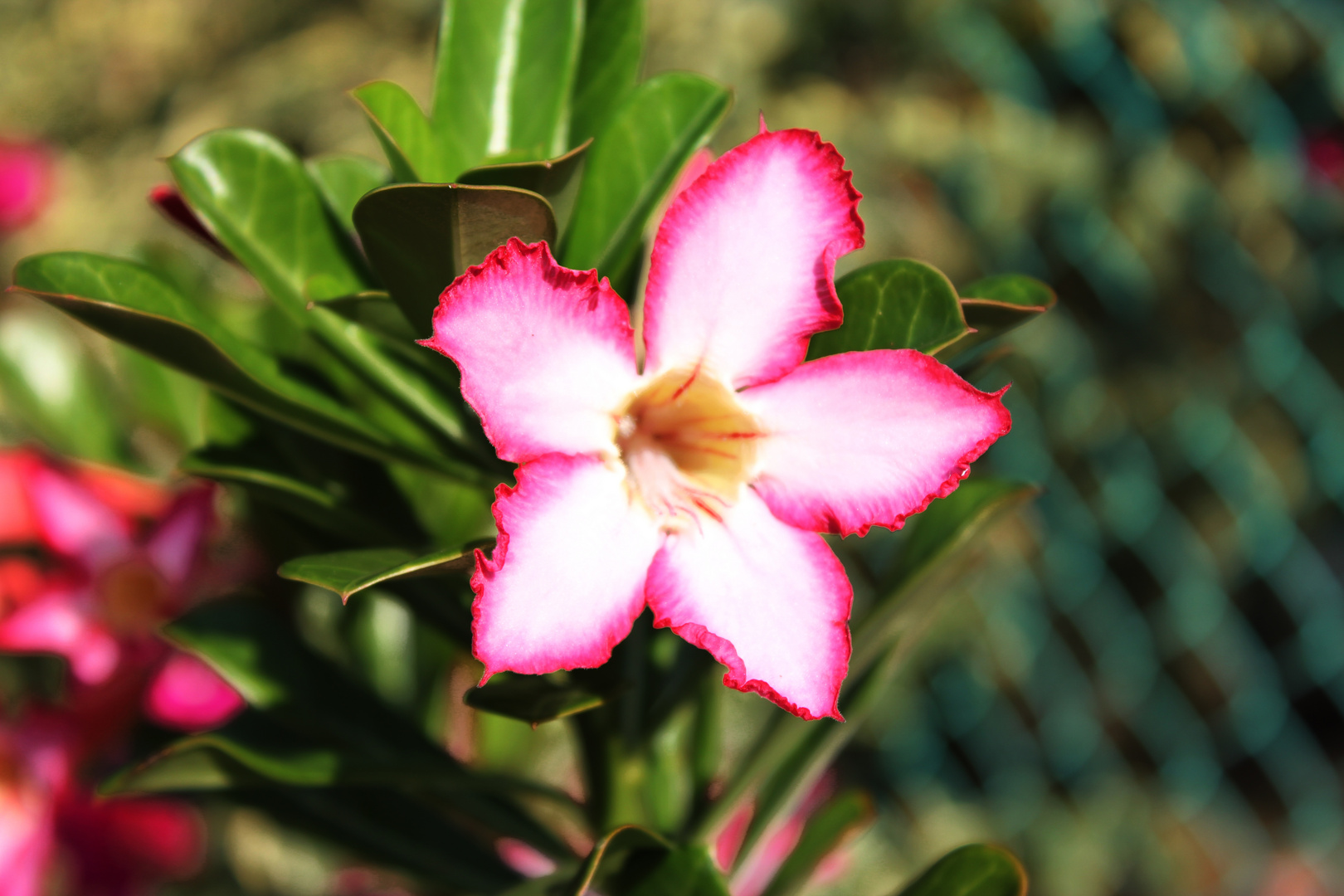 Adenium obesum