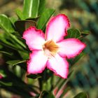 Adenium obesum