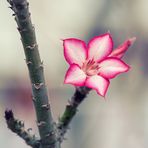 Adenium obesum