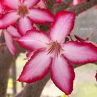 Adenium obesum (Apocynaceae) Wüstenrose